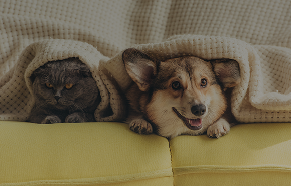 Pets